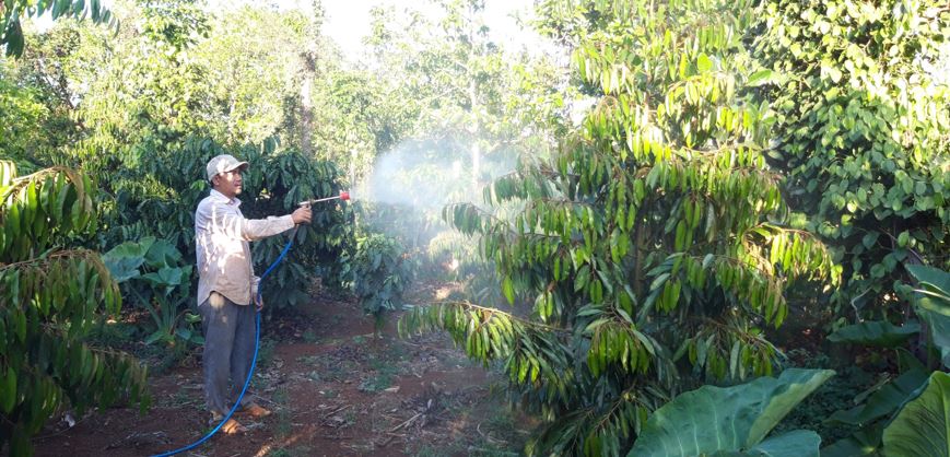Hiệu quả của phân bón hữu cơ vi sinh MCM đã được kiểm chứng trên cây sầu riêng Đắk Lắk